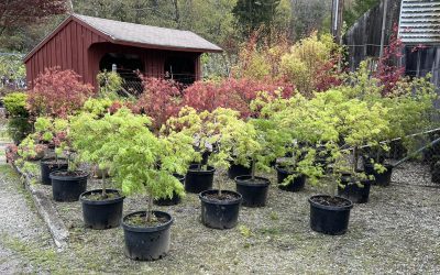 Sunset Nurseries News 3 Mother’s Day gift!