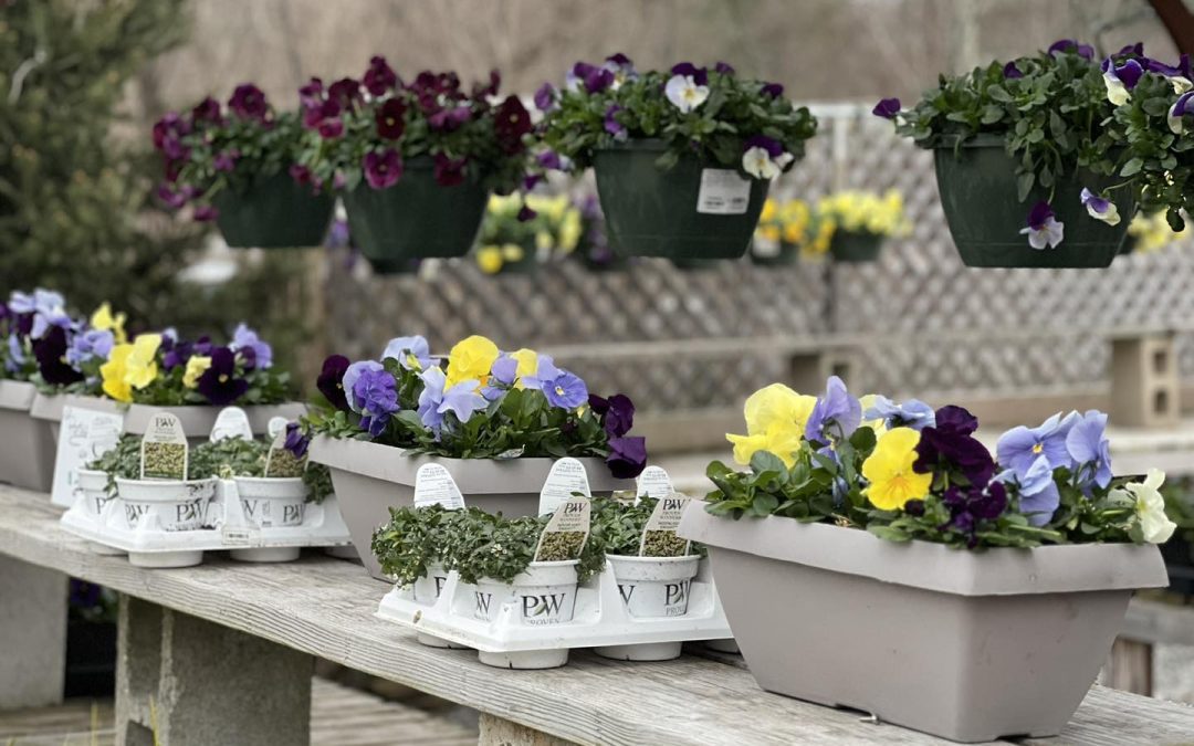 The Backyard at Sunset Nurseries is OPEN!