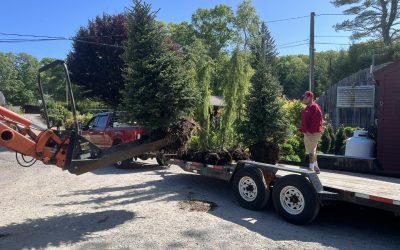 Sunset Nurseries News 5 Specimens are Beautiful!