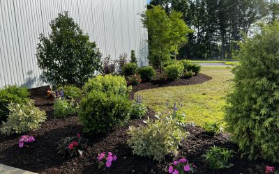 Sunset Nurseries News 1 Come to the Backyard