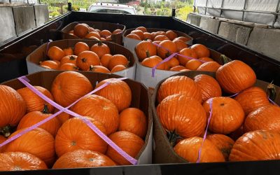 Sunset Nurseries News 2 Happy Fall from Sunset Nurseries