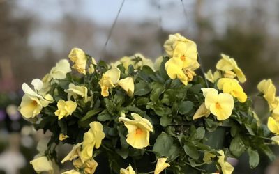 Sunset Nurseries News 2 Beautiful day for planting!