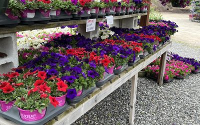 Sunset Nurseries News 6 Garden started yet